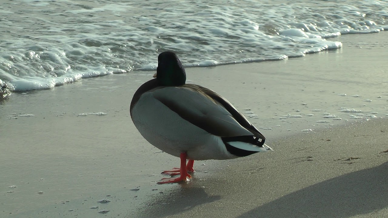 Winterimpressionen vom Strand beim Olympiahafen in Kiel-Schilksee
