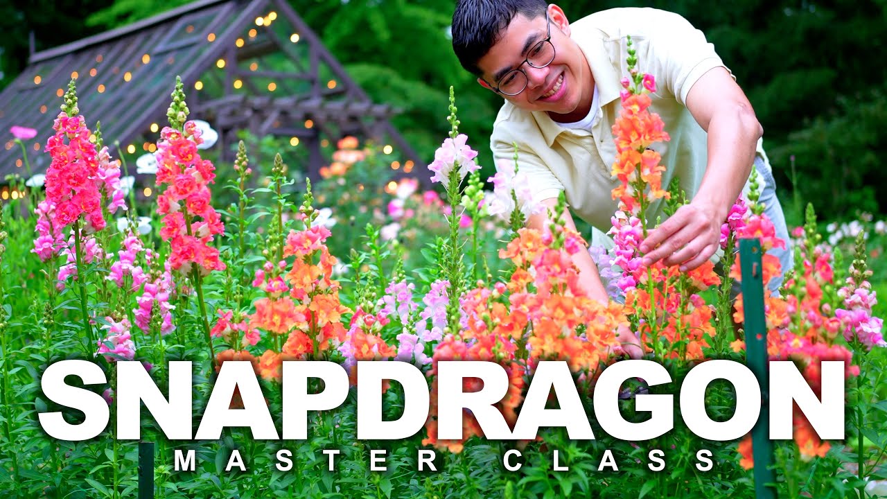 How to Grow Snapdragon from Seed to Bouquet, Cut Flower Garden
