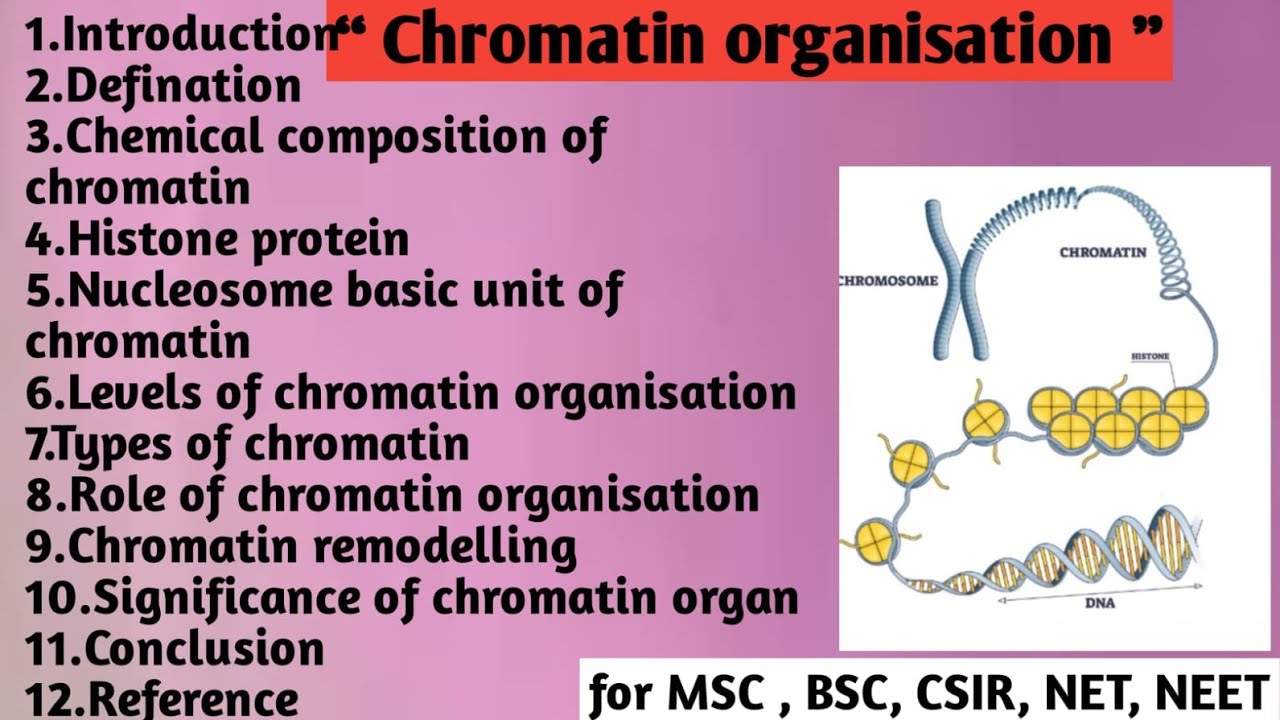 Chromatin organization | Chemical composition | Histone protein | Levels | Types | Role 