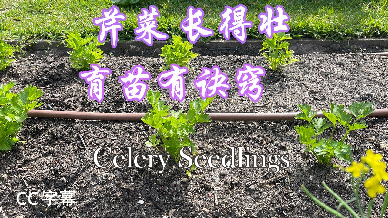 家庭菜園 芹菜 种植 Celery Seedlings 如何育芹菜苗 给芹菜种子催芽，发芽和播种方法#芹菜