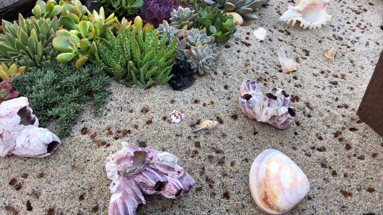 Succulent Driftwood Beach Design (BONUS)
