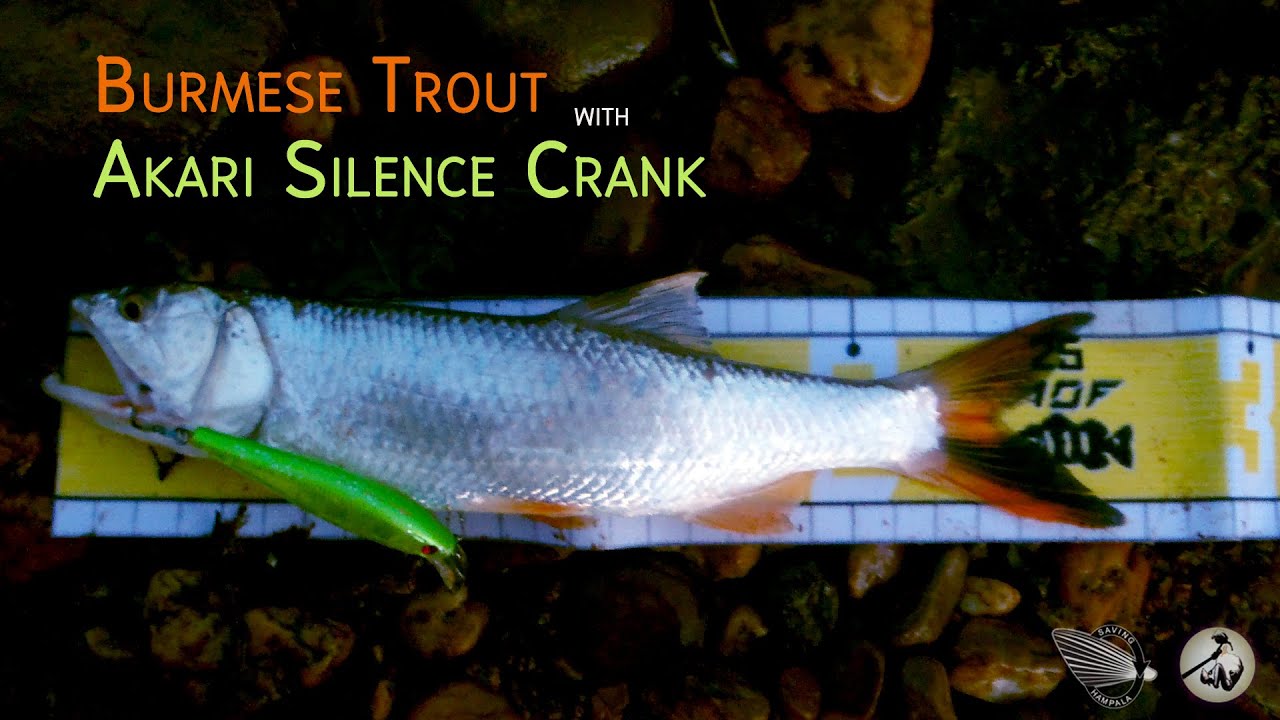 Burmese Trout with Akari Silence Crank