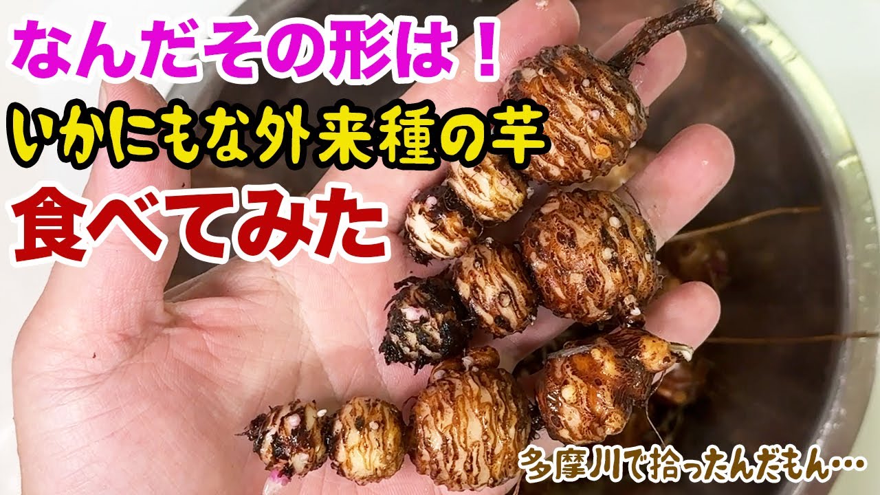 なんだその形は！外来種の芋「イモカタバミ」食べてみた