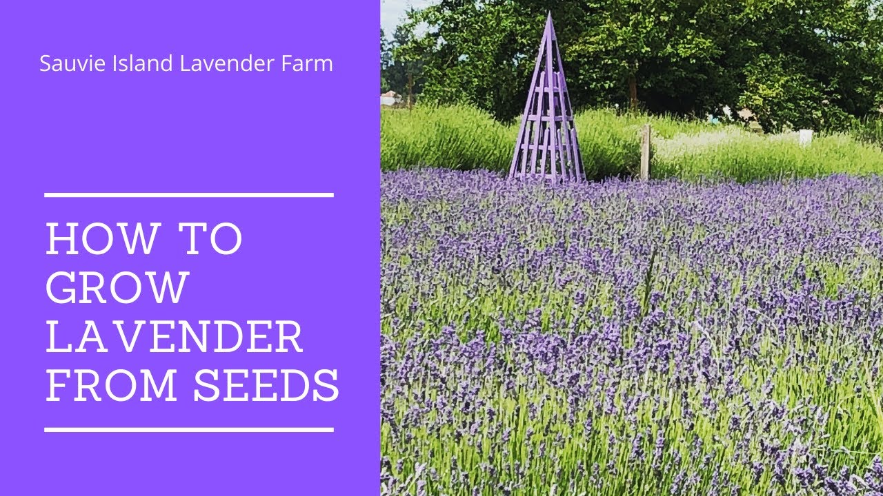 How to Grow Lavender from Seeds