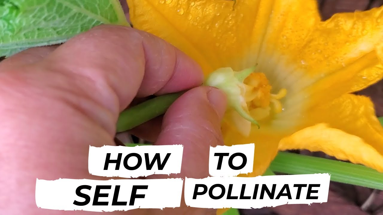 How To Self Pollinate Your Vegetables