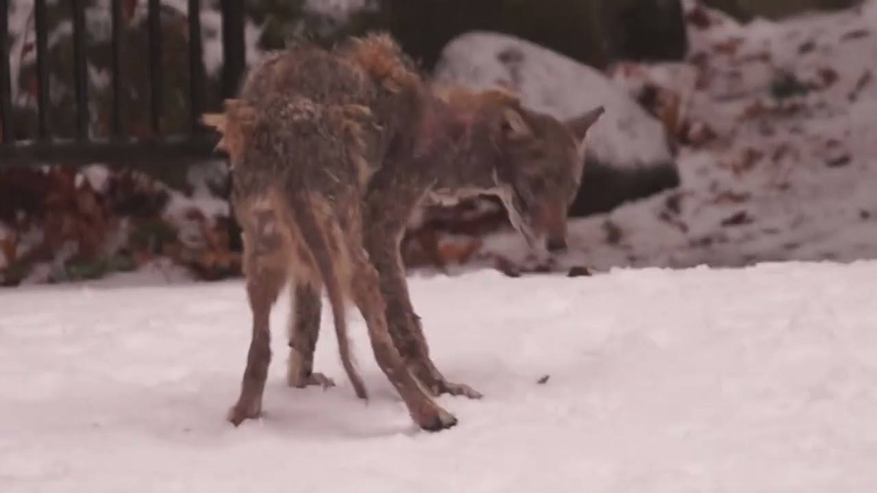 Happy Christmas Event We saved Female Coyote sick @ High Park