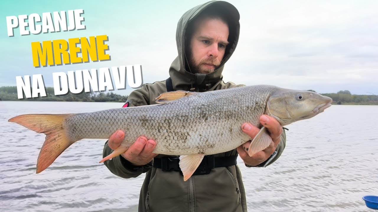 Pecanje Mrene na Dunavu