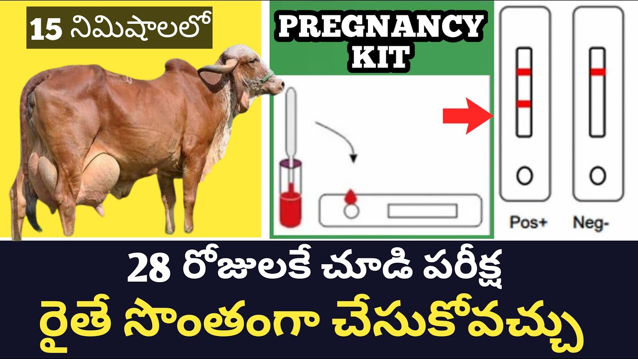 Early Pregnancy diagnosis in dairy cows buffaloes 28 రోజులకే చూడి పరీక్ష రైతే సులభంగా చేసుకోవచ్చు