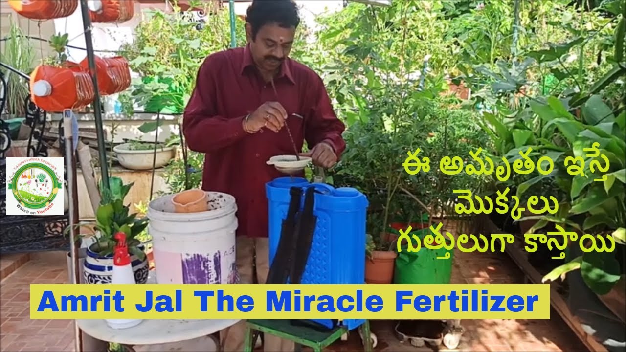 Amrut Jal | Miracle fertilizer for Plants | ఈ అమృతం ఇస్తే మొక్కలు గుత్తులుగా కాస్తాయి | Amrit Jal