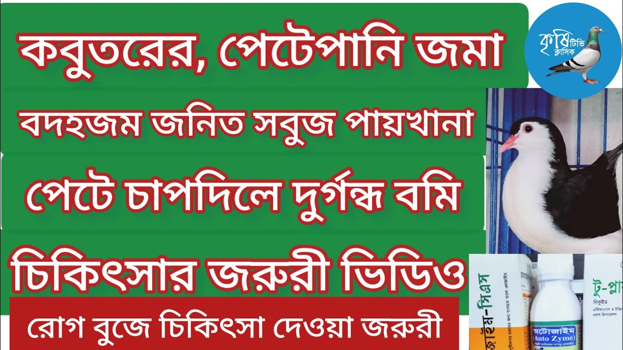 কবুতরের বদহজম,পেটফুলা,চাপদিলে গন্ধপানি,বমির,চুনা পায়খানার চিকিৎসার।Pigeon treatment.