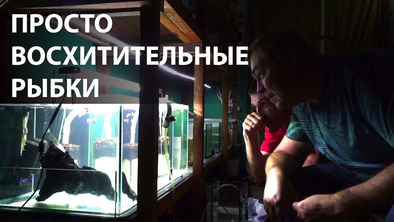 Купил очень красивую и редкую рыбу для себя и разводни Вадима