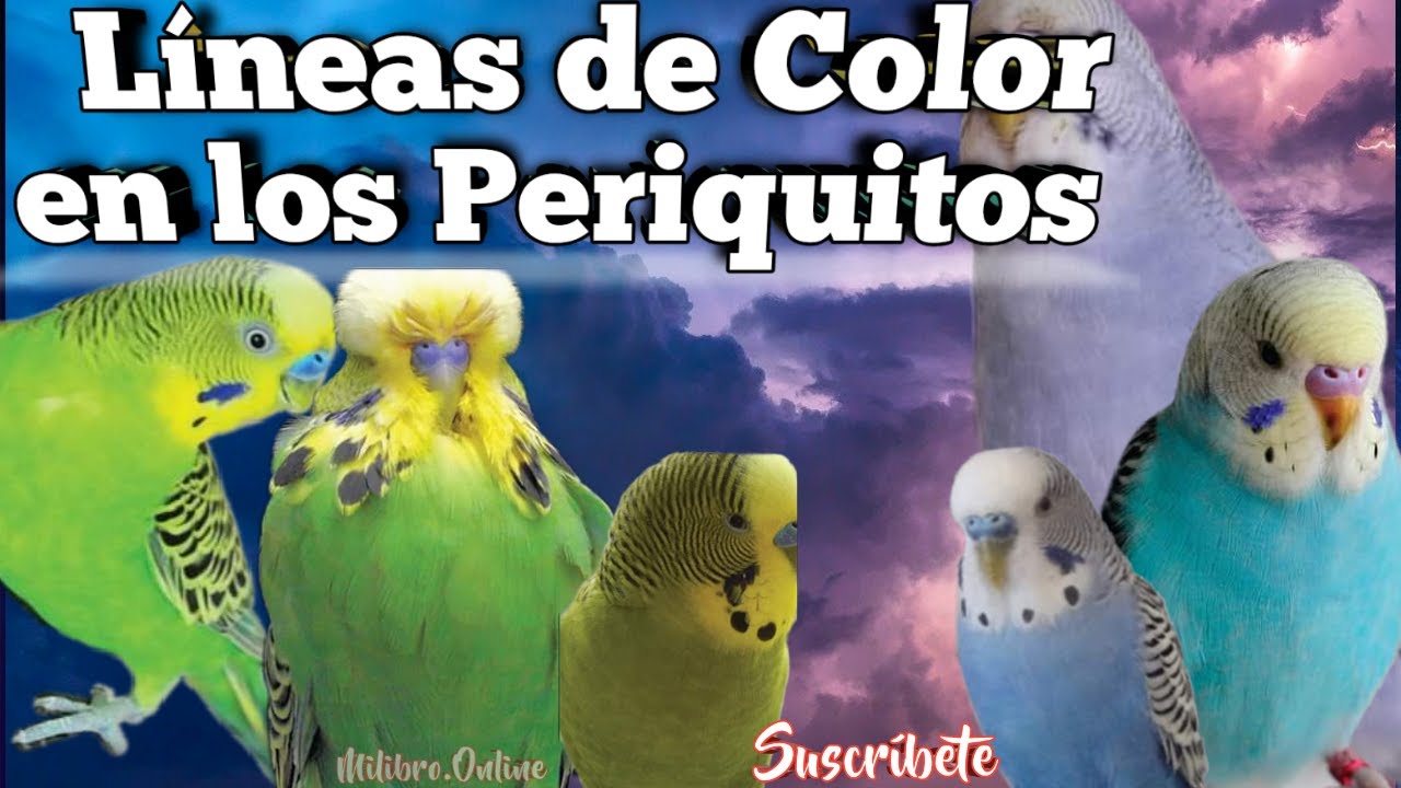 L&iacute;neas de Colores 🎨 / Periquitos Verdes y Azules