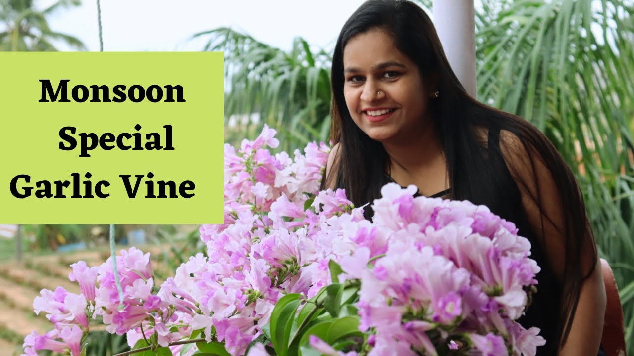 Garlic vine/Mansoa alliacea: Must grow Flowering vine for Gardening Lovers