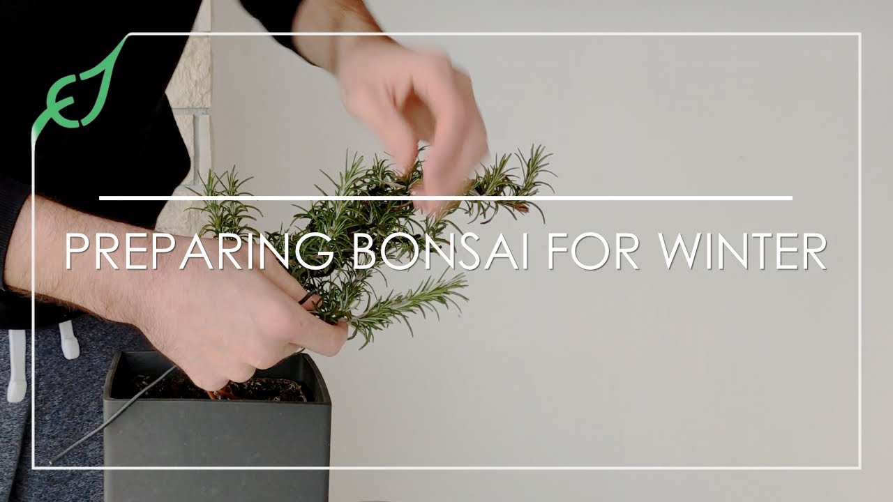 Preparing windswept rosemary bonsai for winter | episode 2 - extra wiring