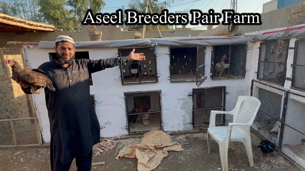 Aseel Breeders Pair Farm Pinjre Kese Bnaen 👍 My New Big Aseel Farm