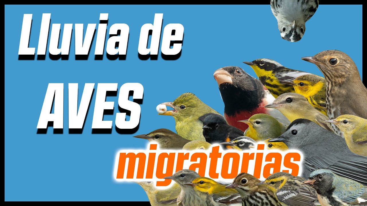 Cuando las aves CAEN del cielo | Migración y tempestades
