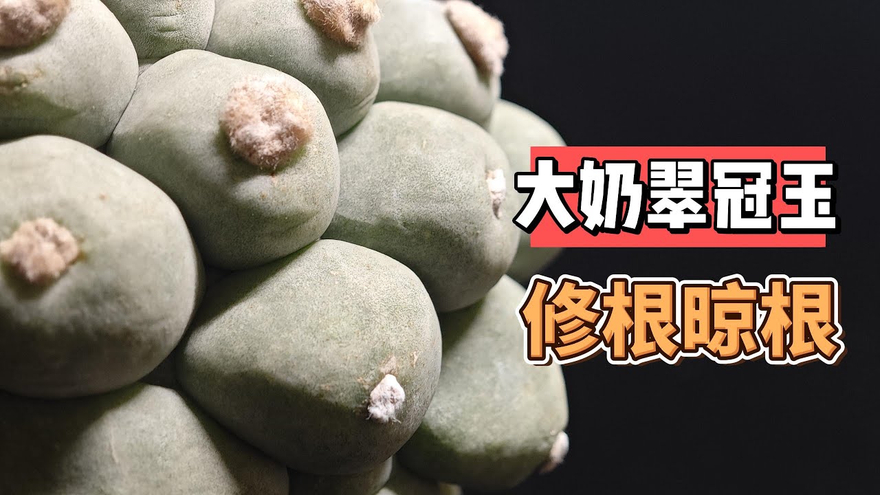 大奶翠冠玉修根晾根分享，老板不厚道但疣型真喜欢