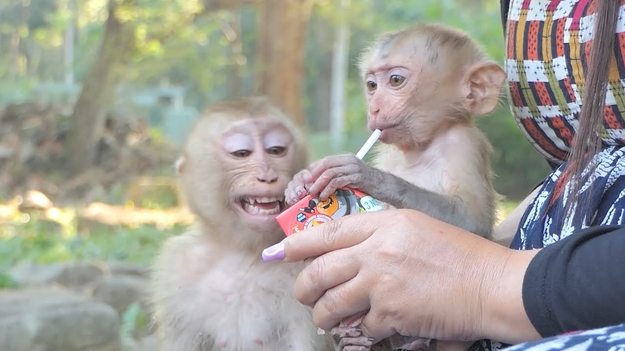 Heartbreaking: Sad Day for Angella! Find Out Who Made Her Unhappy - Tiny Baby Royston or Ashley?