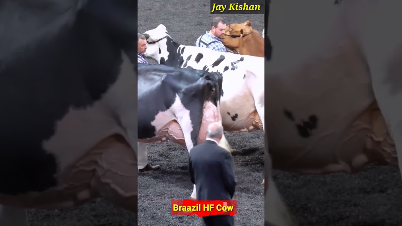Brazil HF Cow, par day 40 kg milk, #brazil #brazilcow #viral #cow #gircowcalf #hfcow #buffalo