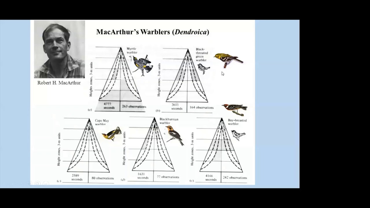 Warbler 101: Take Your Birdwatching To The Next Level