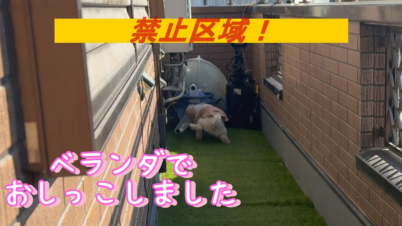 禁止区域で用を足した犬🐶