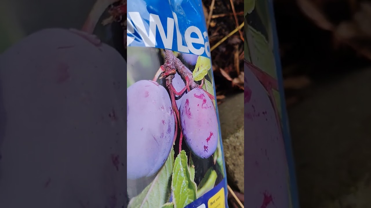 Just bought a plum tree