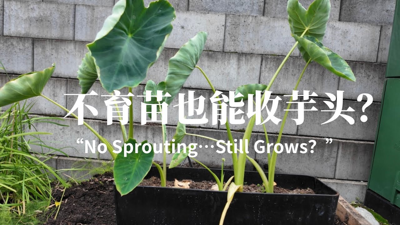 不育苗直接埋芋头｜159天后居然长成这样？｜冷凉气候种植实验！