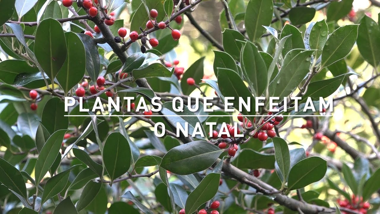 12 - Dezembro | Plantas que enfeitam o natal