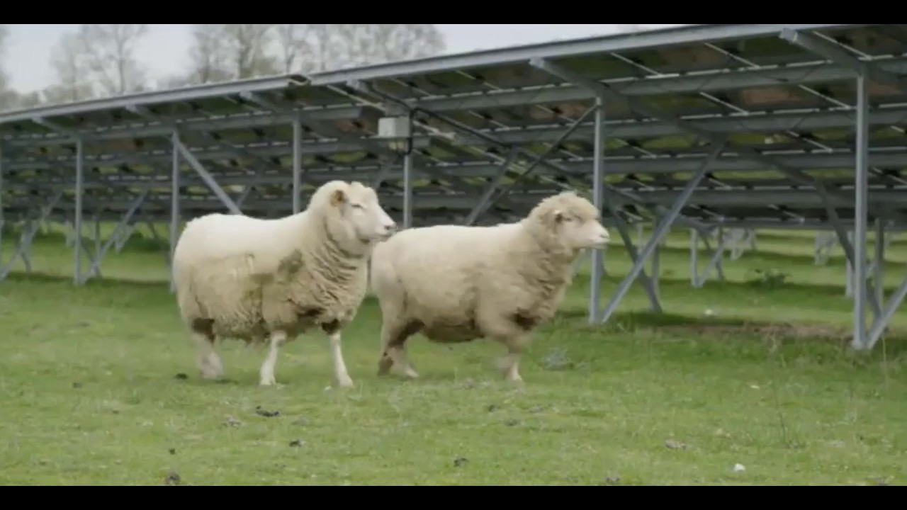 Agrivoltaïque d’élevage  mouton