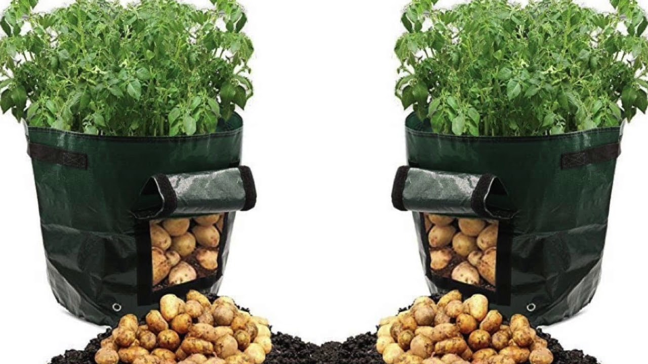 Tenha batatas o ano inteiro - plante em um saco de lixo