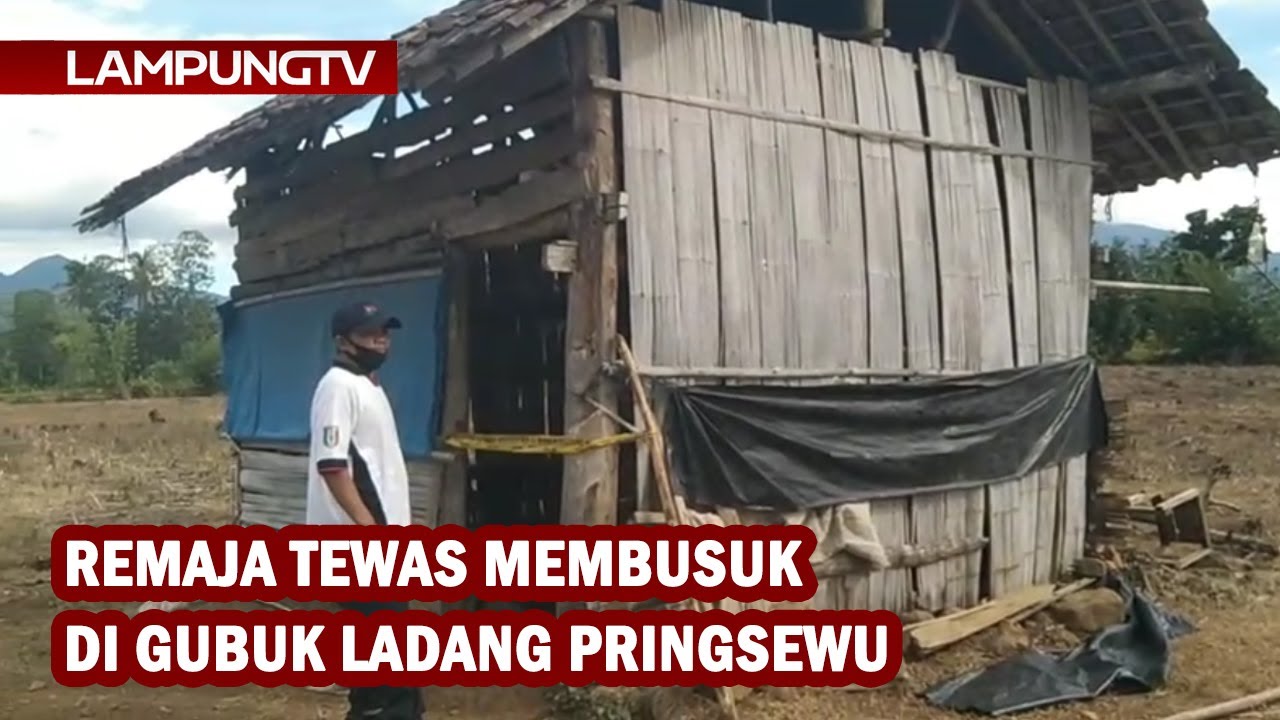 Remaja Tewas Membusuk di Gubuk Ladang Pringsewu
