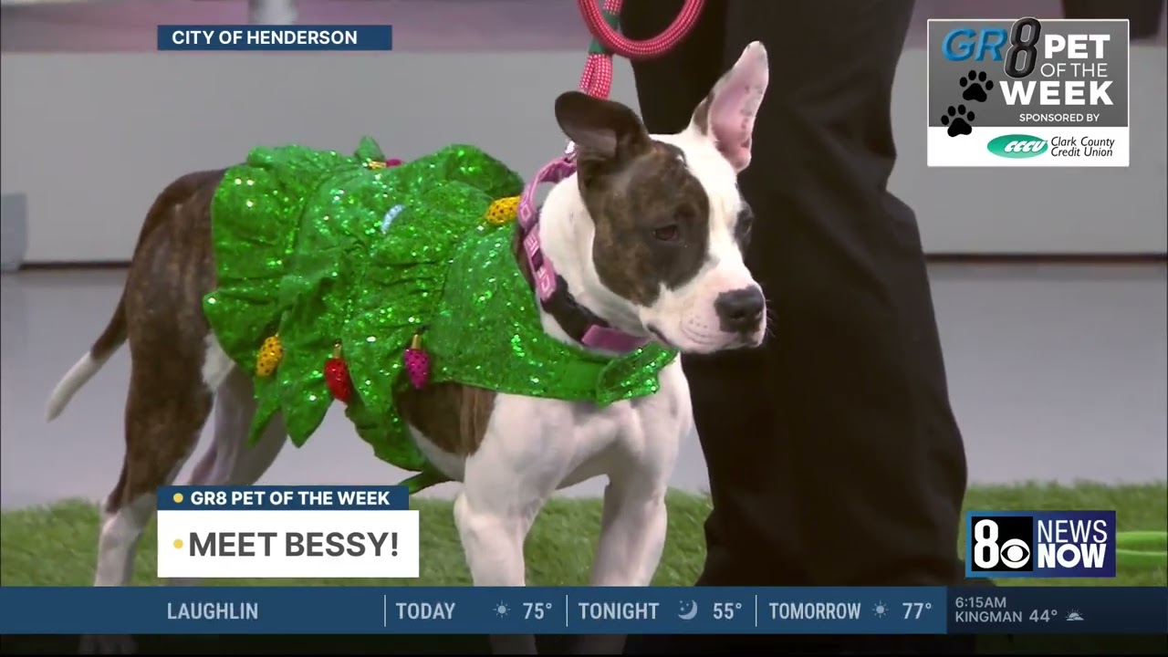 Bessy: This Week's Gr8 Pet of the Week