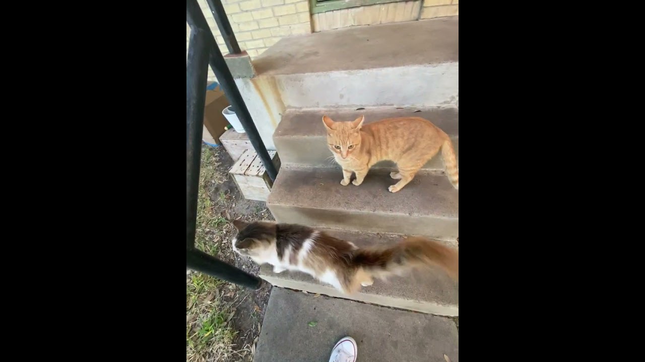The black cat is not one of mine, she’s mean to chula and sugar #cat #catcat #stray-cat