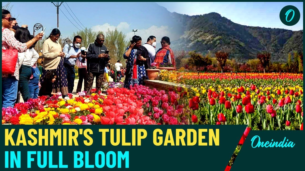 Asia&rsquo;s Largest Tulip Garden Opens in Kashmir: A Must-Visit Floral Wonderland!