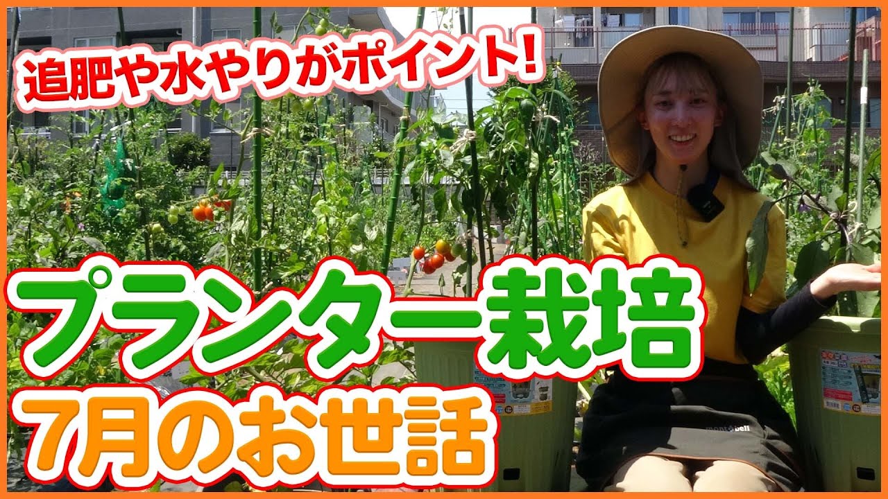 家庭菜園やガーデニングおすすめ７月プランター栽培！夏野菜を成功させる追肥と水やりのコツを徹底解説！【農家直伝】/Tips for planter cultivation in July !