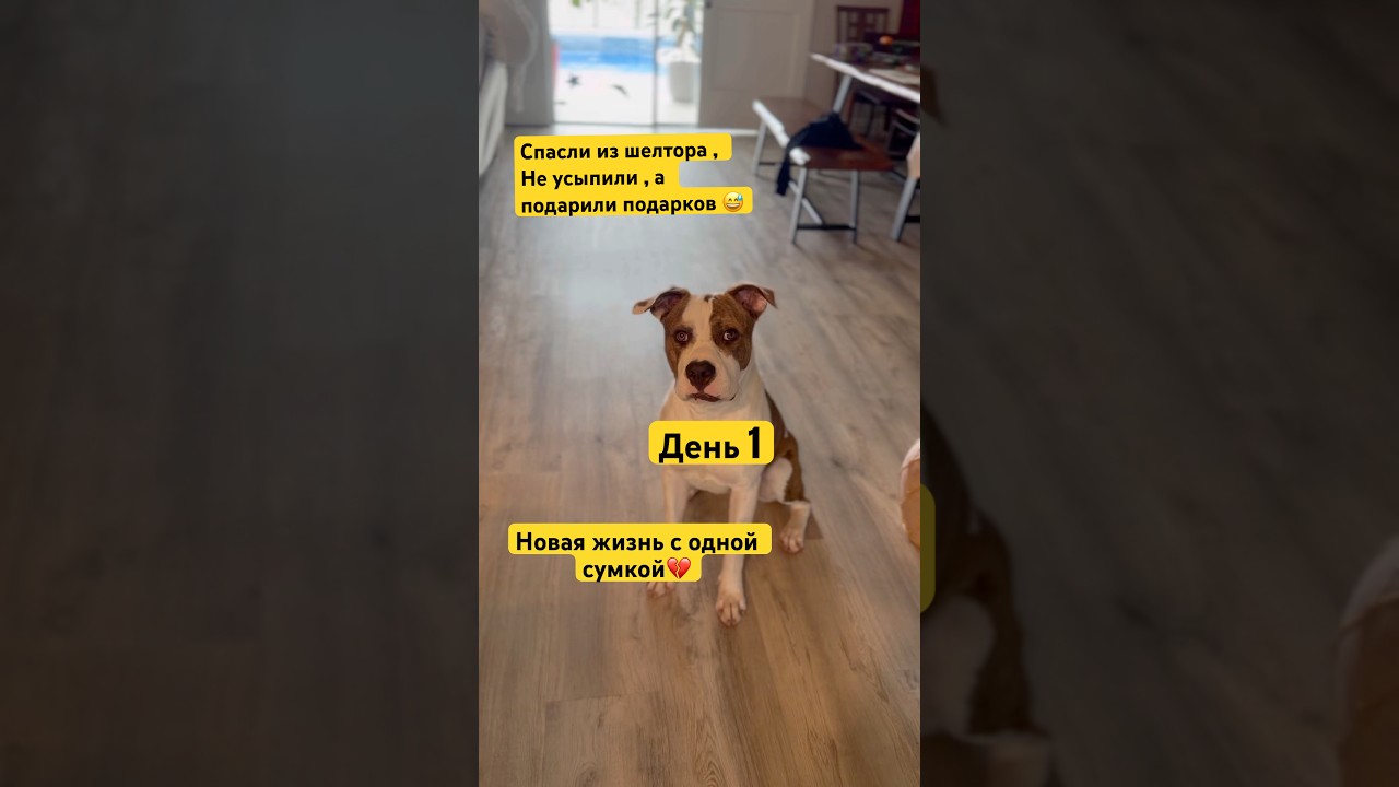 Бальто 1й день дома. Привез подарки Миле #adoptdontshop #amstaff