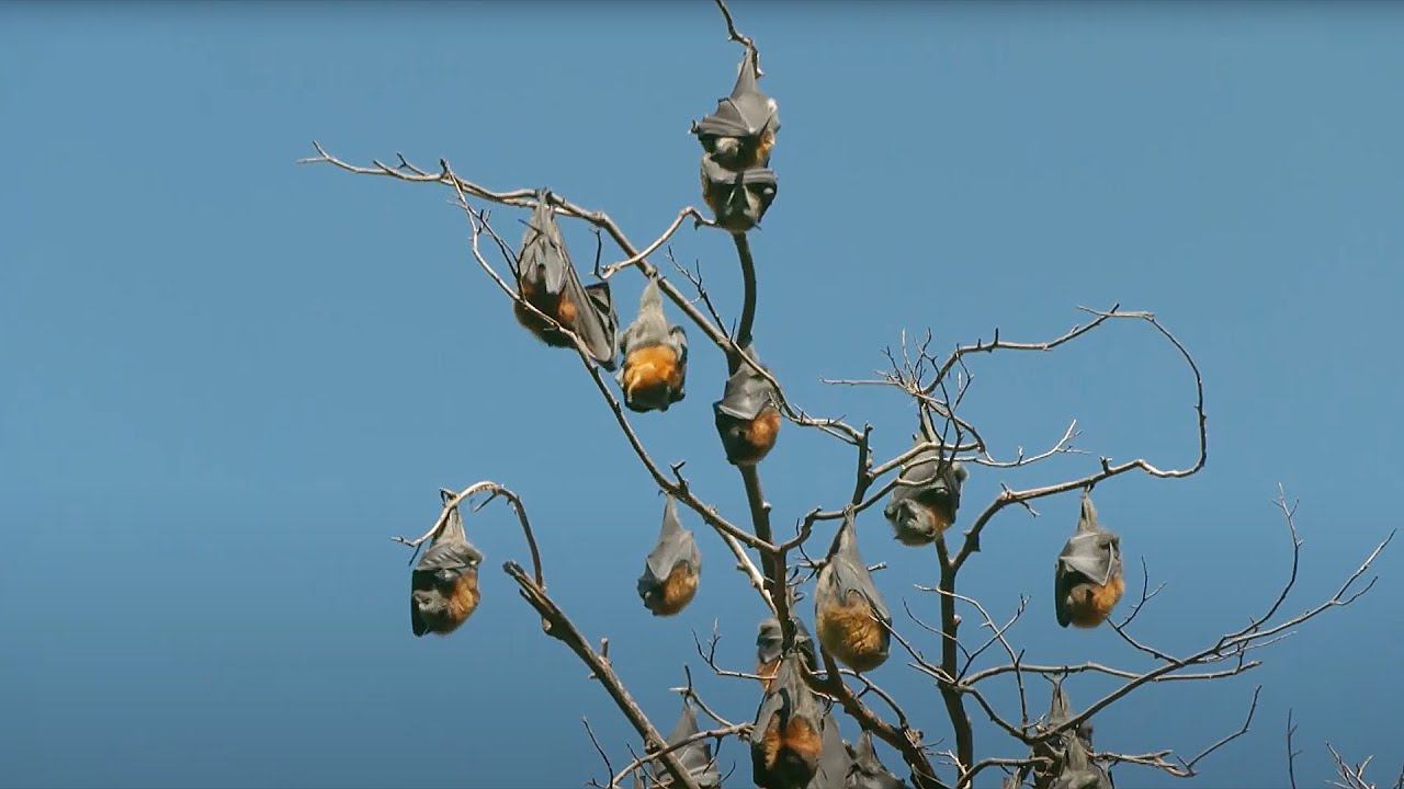 Grey-Headed Flying-Foxes - Outdoors Indoors