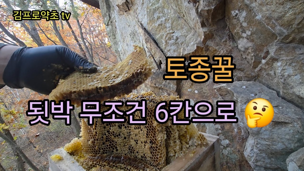 토종벌 됫박일경우 계상은 6칸으로 🤔 9칸실패 🐝 