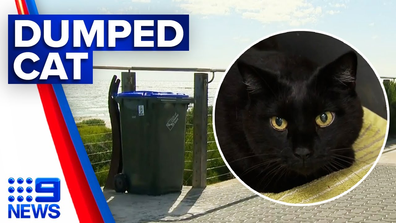 Cat found heartlessly dumped in bin | 9 News Australia