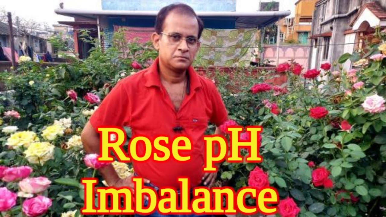 Rose pH Imbalance|Roses require a pH of near 6.5|