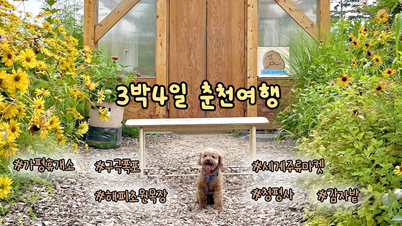 강아지와 함께하는 3박4일 춘천여행🥔구곡폭포 | 해피초원목장 | 청평사 | 감자밭