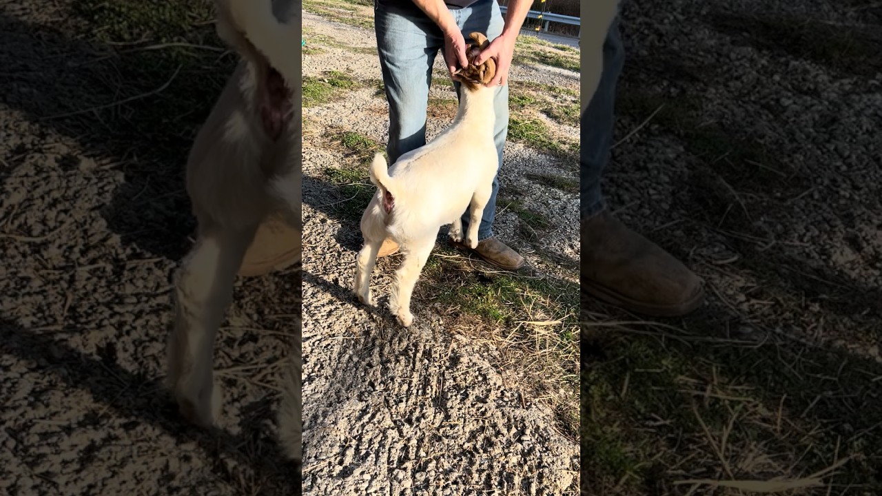 The first step to bracing wether goats #patience #lift #push #lower #goat #show