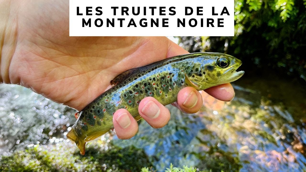 Les truites de la montagne noire