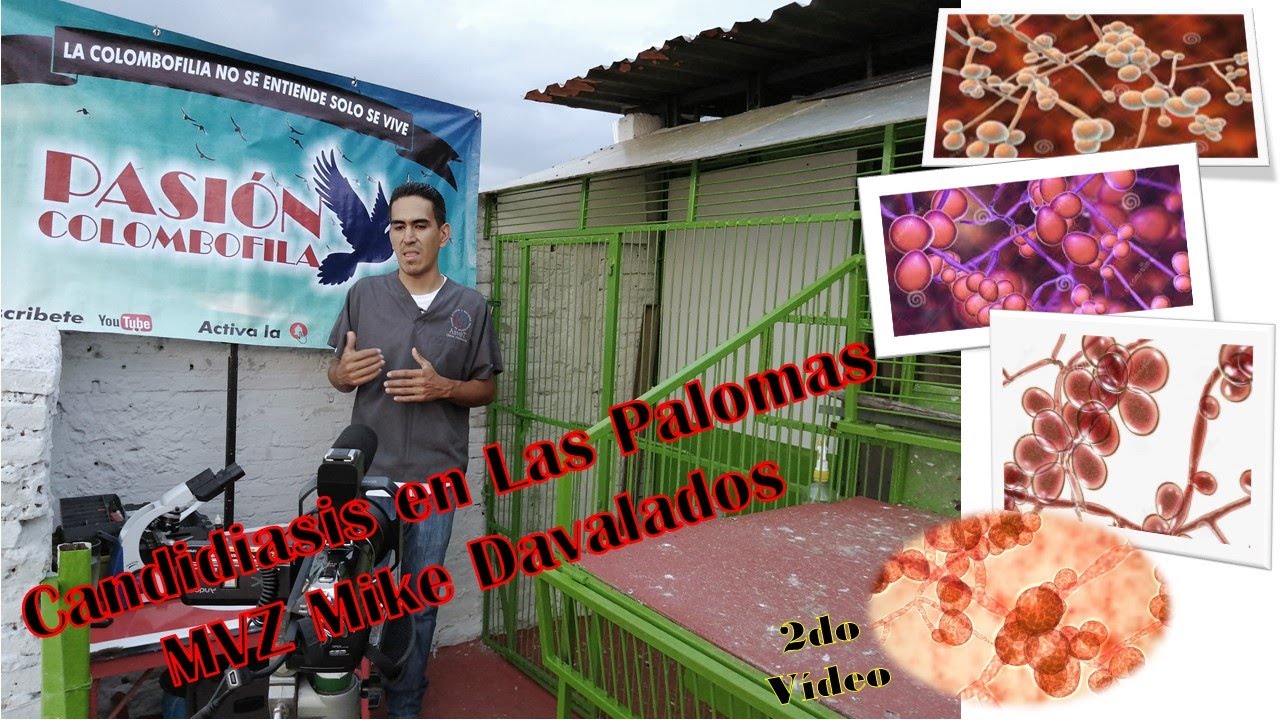 Candidiasis in Pigeons by MVZ Mike Davalos