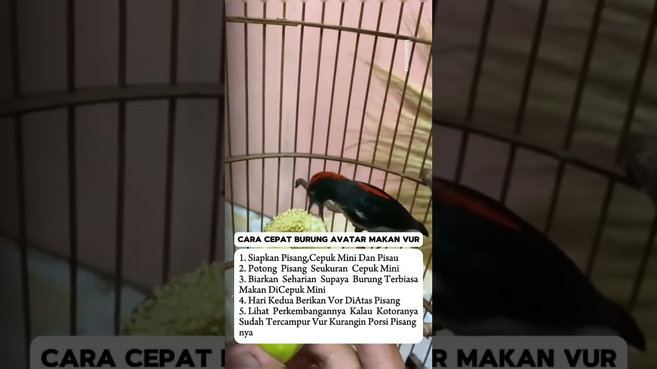 BURUNG KEMADE MAKAN VOUR #kemade #kemadegacor  #burung #muraibatu