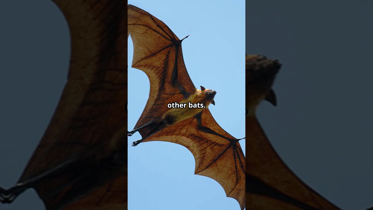 Flying fox: THE BIGGEST BAT IN THE WORLD!!!