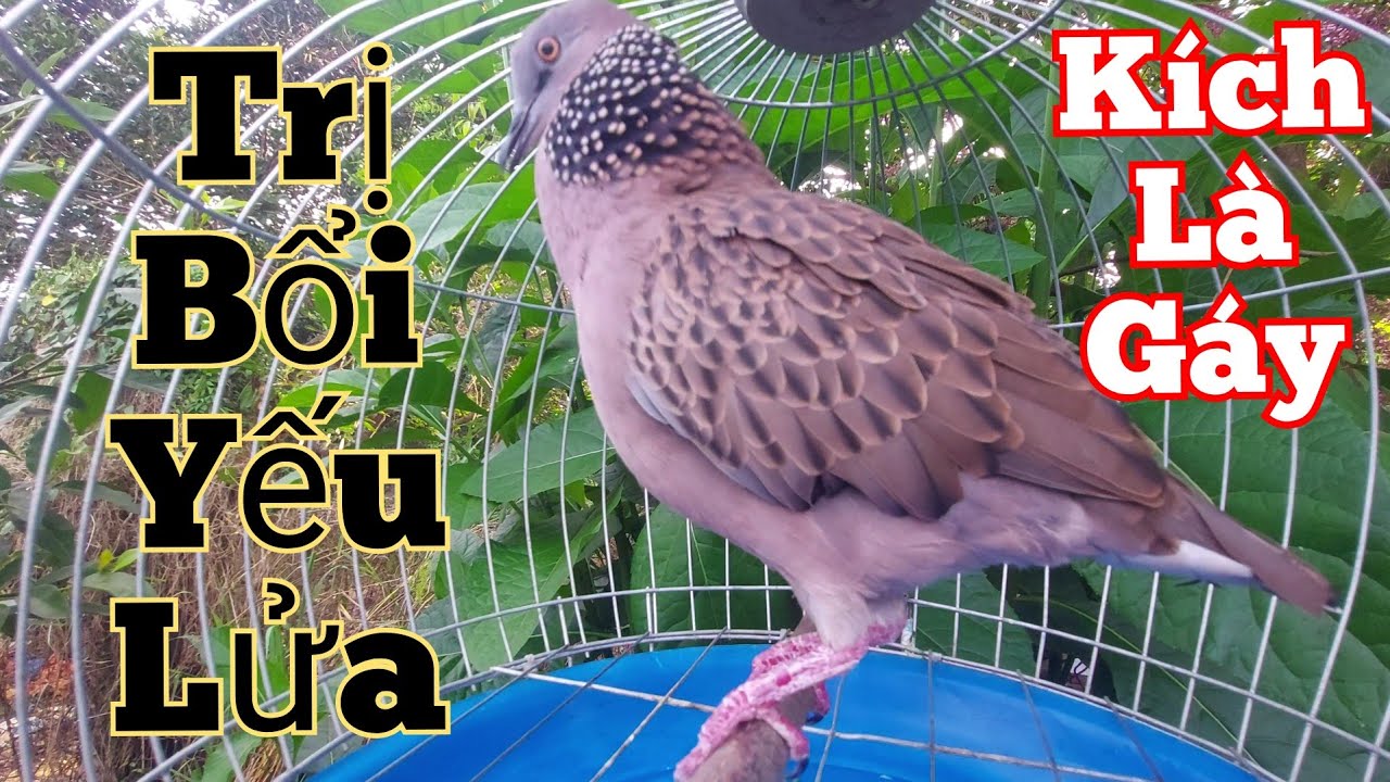Chim cu gáy kích bổi_ Cu gáy Mồi Đồng giọng cuốn hút [Gù+Thúc+Gọi] kích bổi yếu Lửa mau gáy #cugáy57