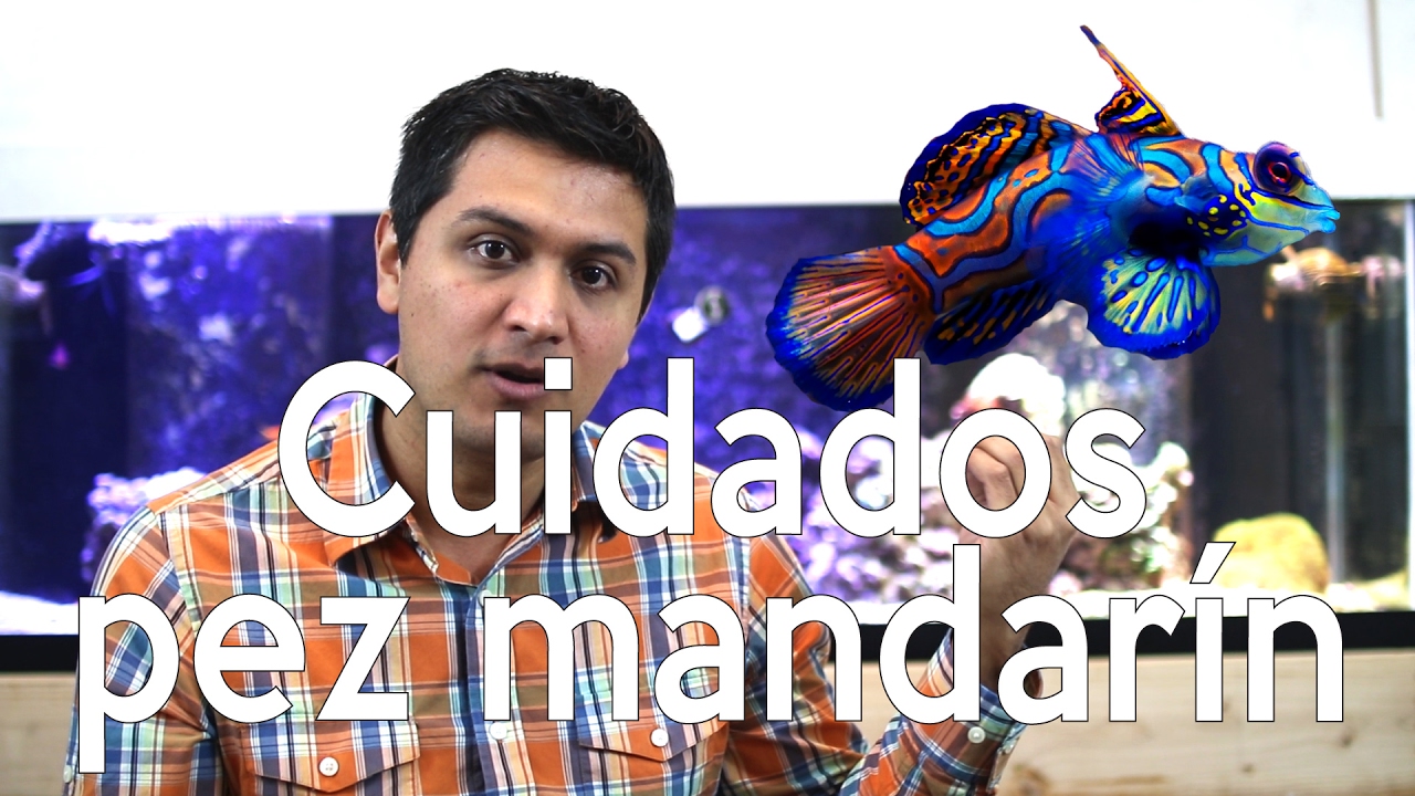Cuidados del Pez Mandarin (Synchiropus splendidus) - AcuaTV
