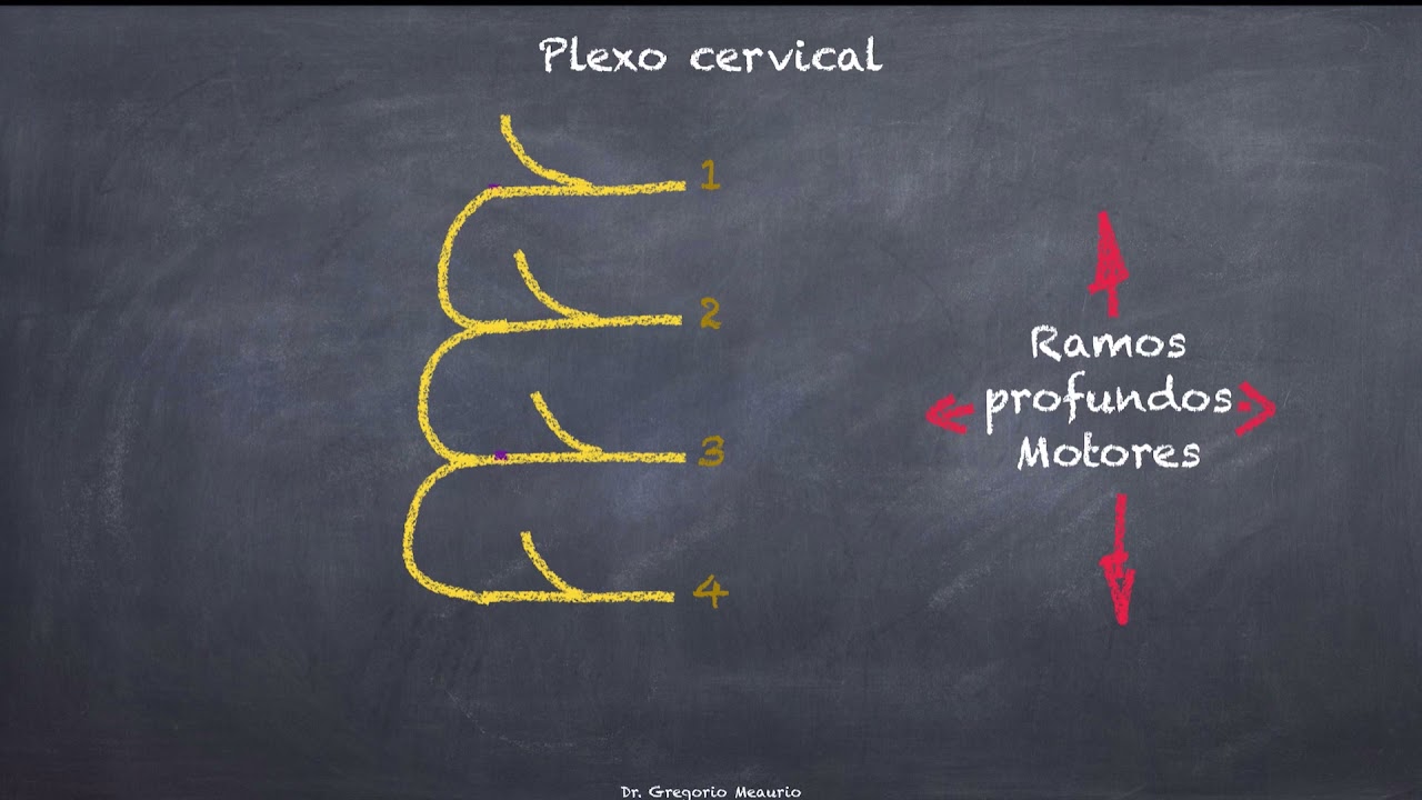 Plexo cervical (nervio frénico)