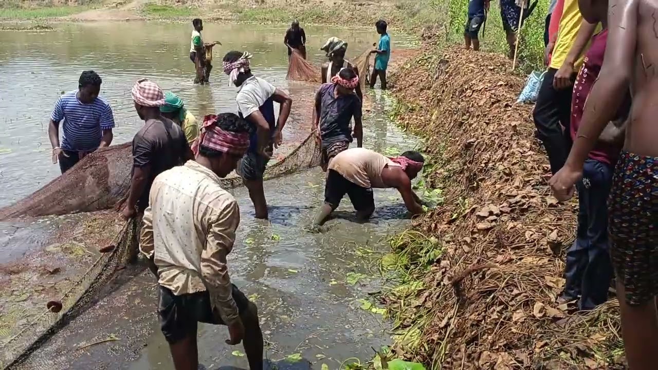 ଗାଁ ପୋଖରିରେ ମାଛ ଧରା